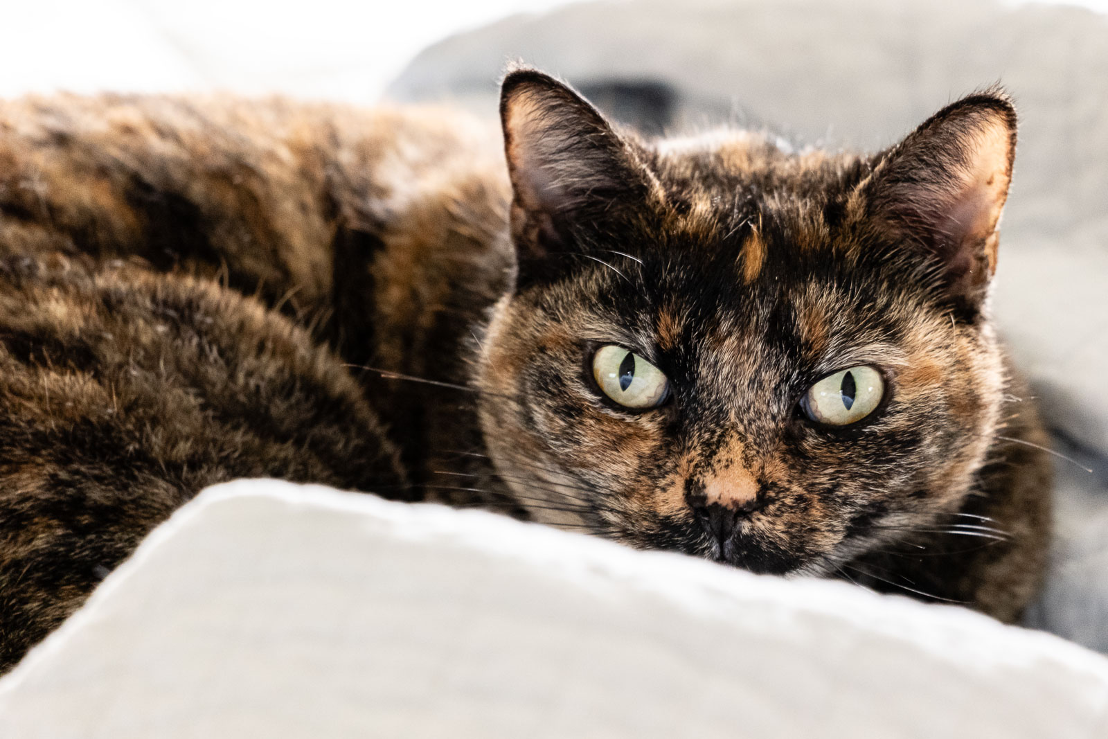 Dukitty