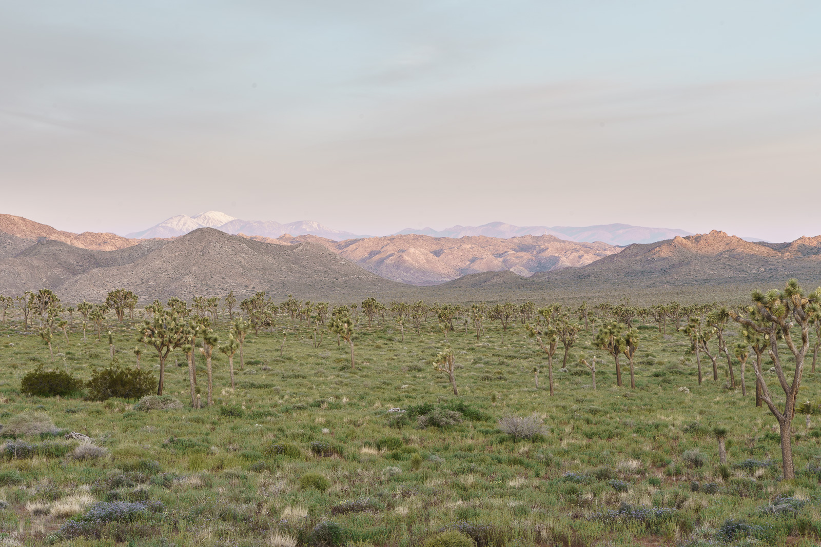 Joshua Tree