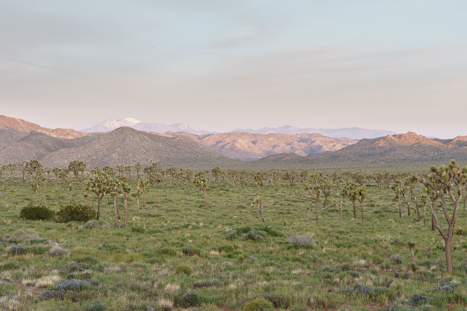 Joshua Tree, CA